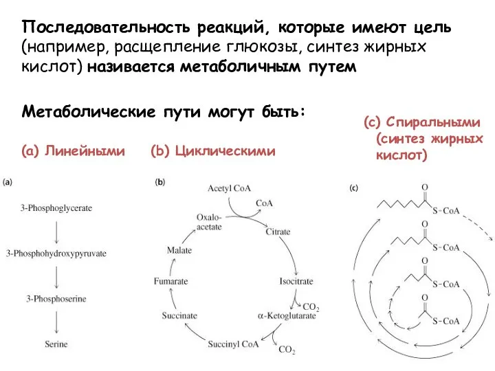 (a) Линейными (b) Циклическими (c) Спиральными (синтез жирных кислот) Последовательность реакций, которые