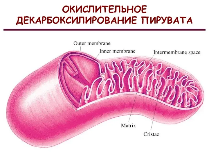 ОКИСЛИТЕЛЬНОЕ ДЕКАРБОКСИЛИРОВАНИЕ ПИРУВАТА