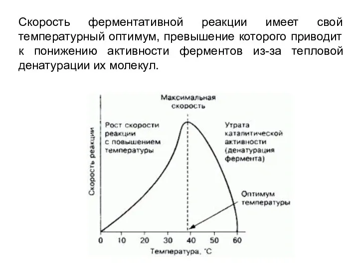 Скорость ферментативной реакции имеет свой температурный оптимум, превышение которого приводит к понижению