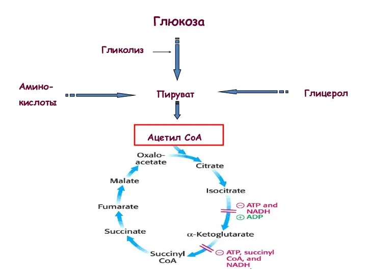Глюкоза Пируват Гликолиз Глицерол Амино- кислоты Ацетил CoA
