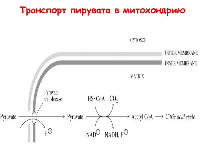 Транспорт пирувата в митохондрию