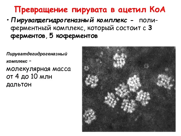 Пируватдегидрогеназный комплекс - поли-ферментный комплекс, который состоит с 3 ферментов, 5 коферментов