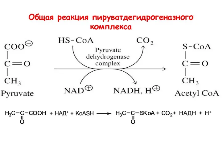 Общая реакция пируватдегидрогеназного комплекса