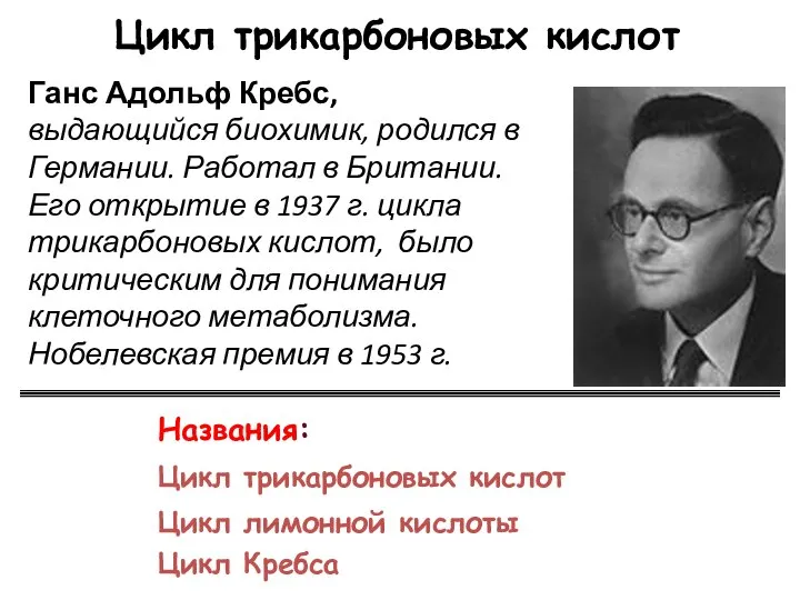 Названия: Цикл трикарбоновых кислот Цикл лимонной кислоты Цикл Кребса Ганс Адольф Кребс,