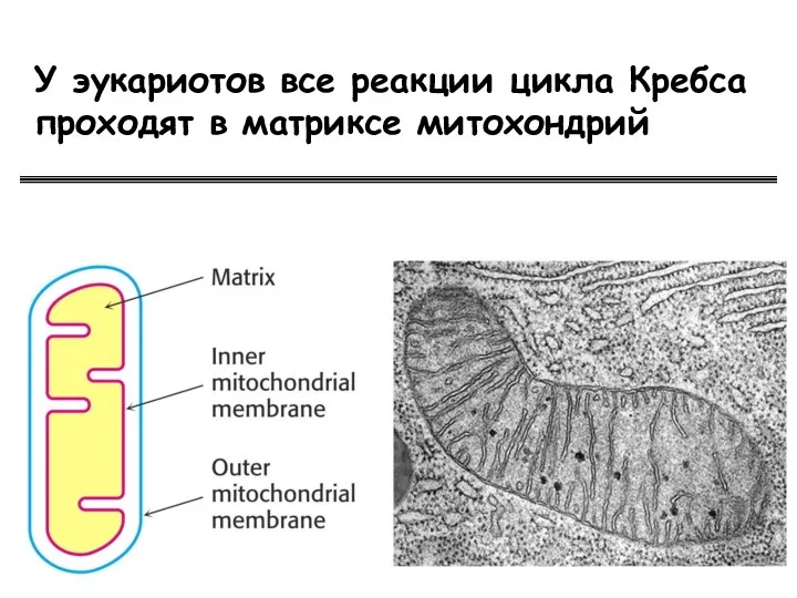 У эукариотов все реакции цикла Кребса проходят в матриксе митохондрий