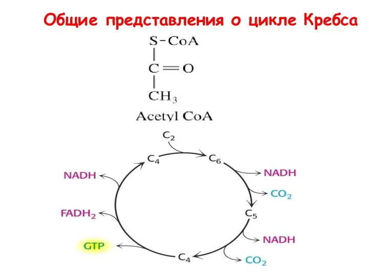 Общие представления о цикле Кребса