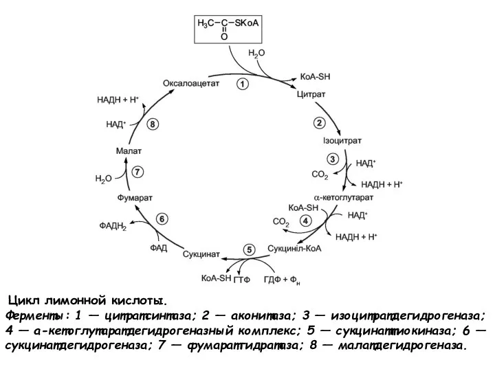 Цикл лимонной кислоты. Ферменты: 1 — цитратсинтаза; 2 — аконитаза; 3 —
