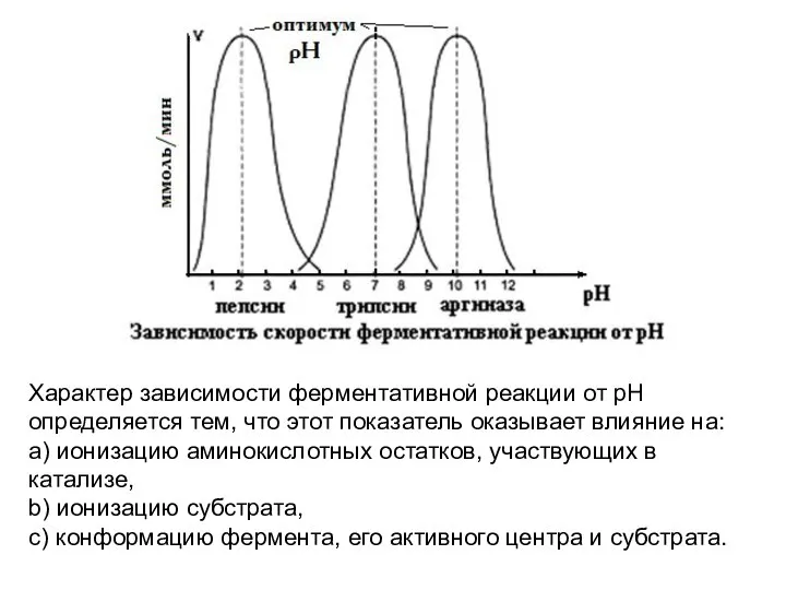 Характер зависимости ферментативной реакции от рН определяется тем, что этот показатель оказывает