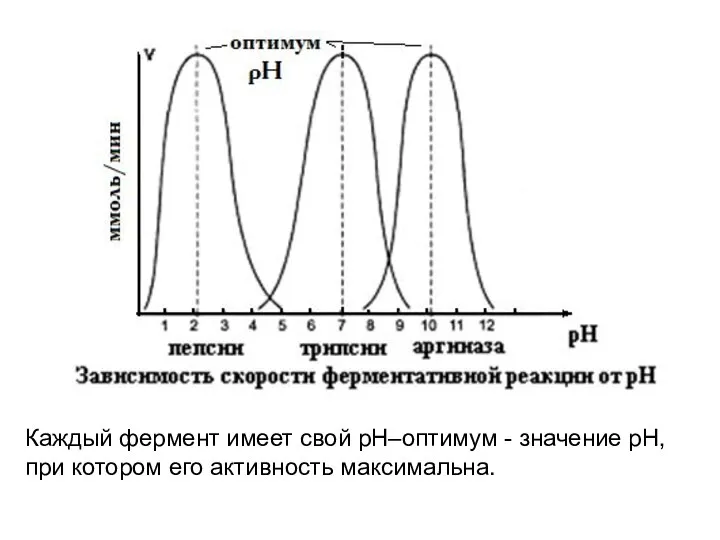 Каждый фермент имеет свой рН–оптимум - значение рН, при котором его активность максимальна.