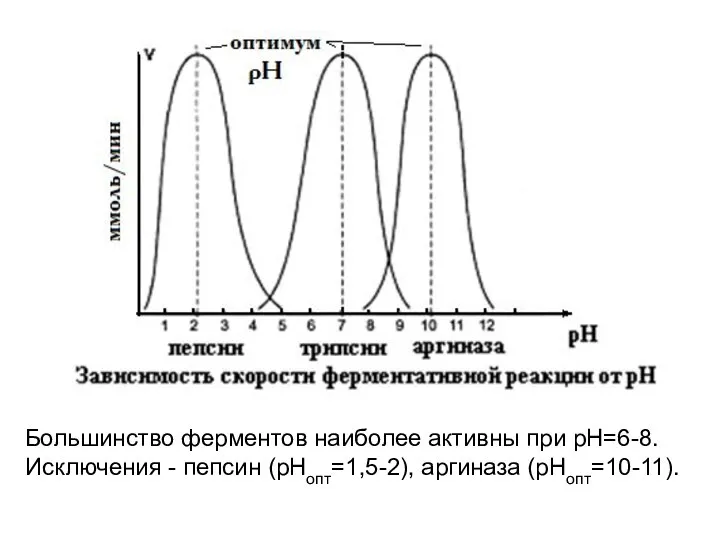 Большинство ферментов наиболее активны при рН=6-8. Исключения - пепсин (рНопт=1,5-2), аргиназа (рНопт=10-11).