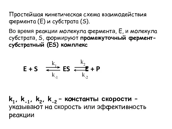 Простейшая кинетическая схема взаимодействия фермента (Е) и субстрата (S). Во время реакции