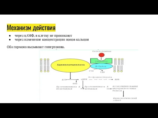Механизм действия через цАМФ, в клетку не проникают через изменение концентрации ионов