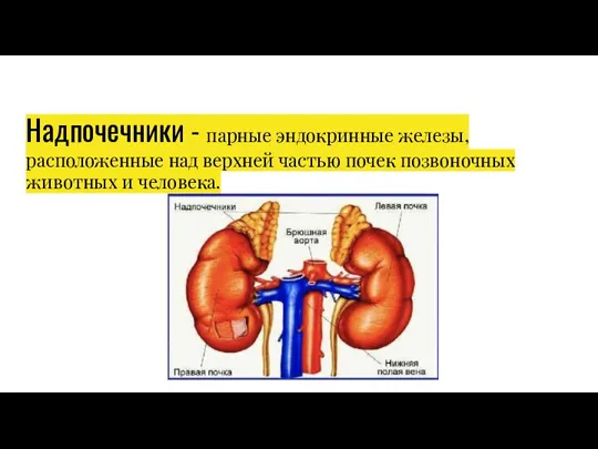 Надпочечники - парные эндокринные железы, расположенные над верхней частью почек позвоночных животных и человека.