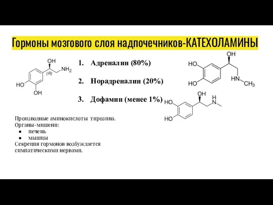 Гормоны мозгового слоя надпочечников-КАТЕХОЛАМИНЫ Адреналин (80%) Норадреналин (20%) Дофамин (менее 1%) Производные