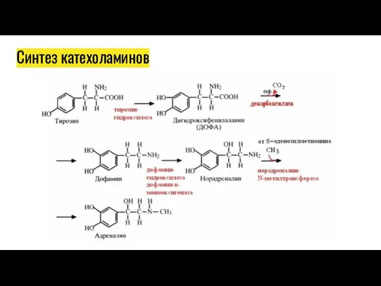 Синтез катехоламинов