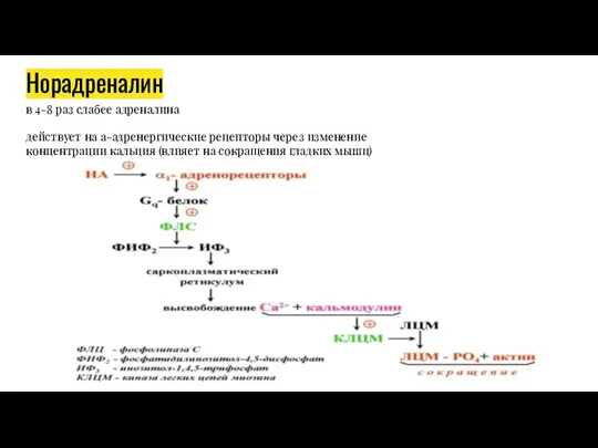 Норадреналин в 4-8 раз слабее адреналина действует на а-адренергические рецепторы через изменение