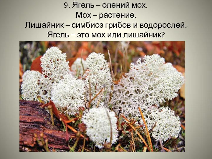 9. Ягель – олений мох. Мох – растение. Лишайник – симбиоз грибов