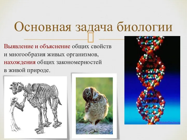 Основная задача биологии Выявление и объяснение общих свойств и многообразия живых организмов,