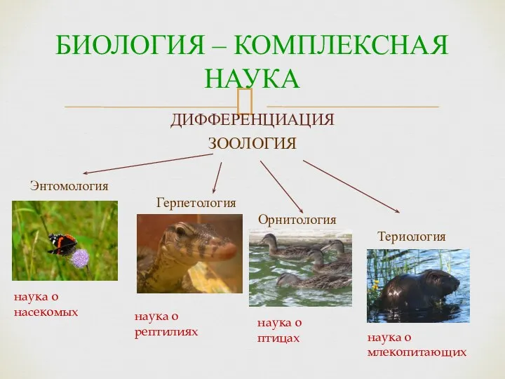 БИОЛОГИЯ – КОМПЛЕКСНАЯ НАУКА ДИФФЕРЕНЦИАЦИЯ ЗООЛОГИЯ Энтомология Герпетология Орнитология Териология наука о