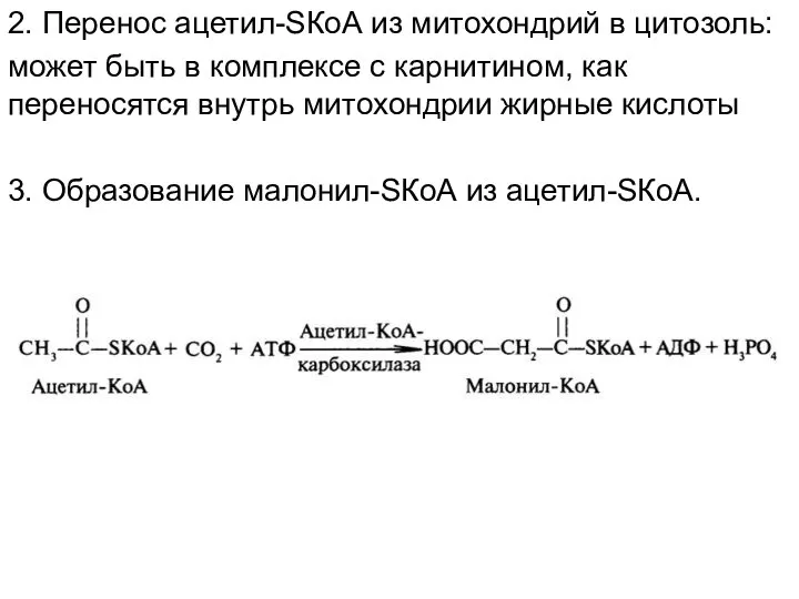 2. Перенос ацетил-SКоА из митохондрий в цитозоль: может быть в комплексе с