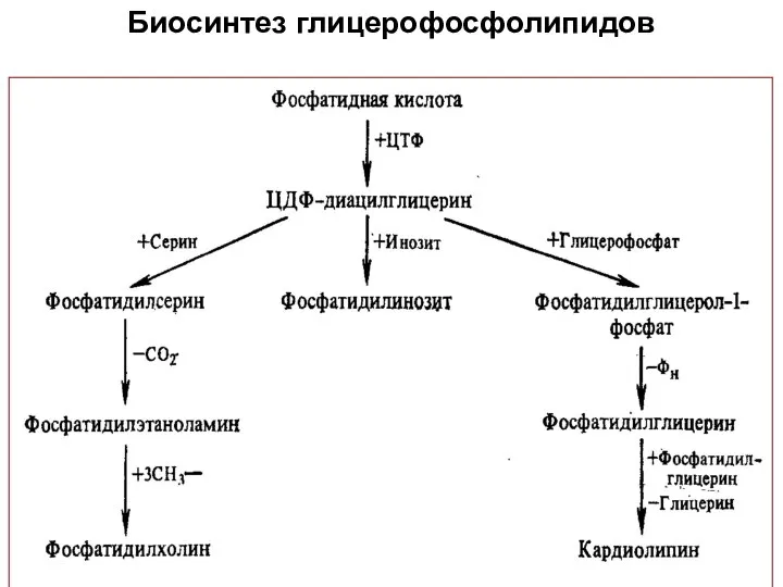 Биосинтез глицерофосфолипидов