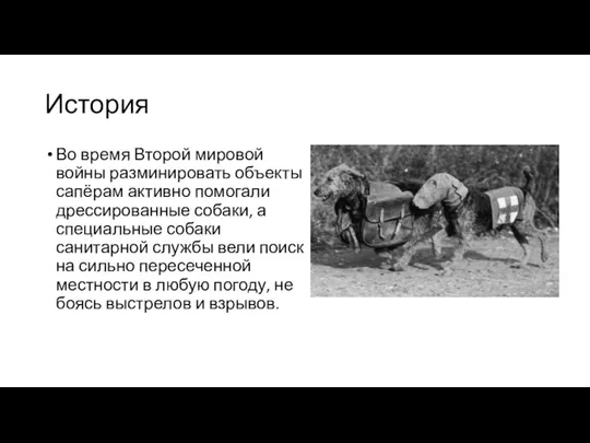 История Во время Второй мировой войны разминировать объекты сапёрам активно помогали дрессированные