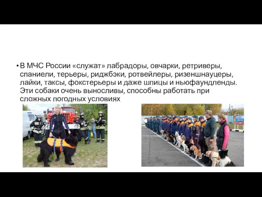 В МЧС России «служат» лабрадоры, овчарки, ретриверы, спаниели, терьеры, риджбэки, ротвейлеры, ризеншнауцеры,