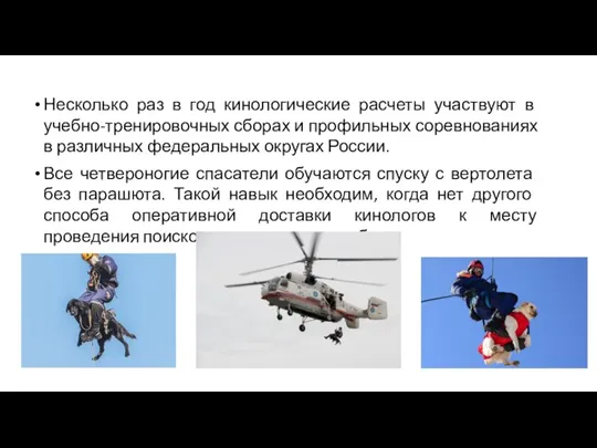 Несколько раз в год кинологические расчеты участвуют в учебно-тренировочных сборах и профильных