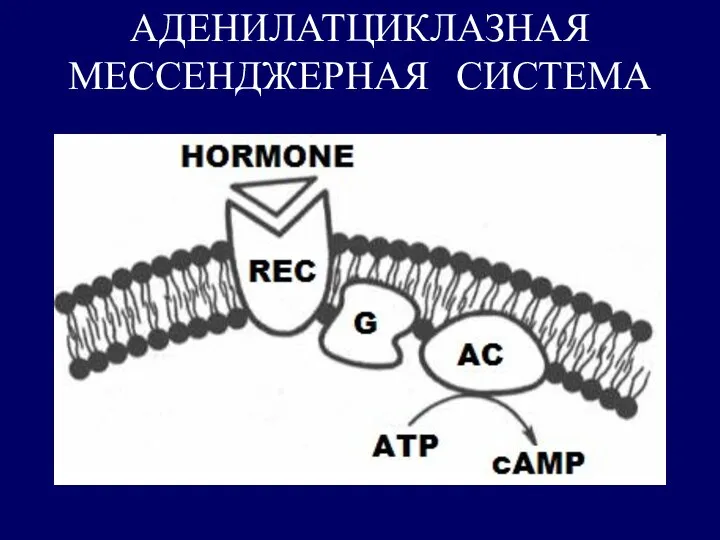 АДЕНИЛАТЦИКЛАЗНАЯ МЕССЕНДЖЕРНАЯ СИСТЕМА