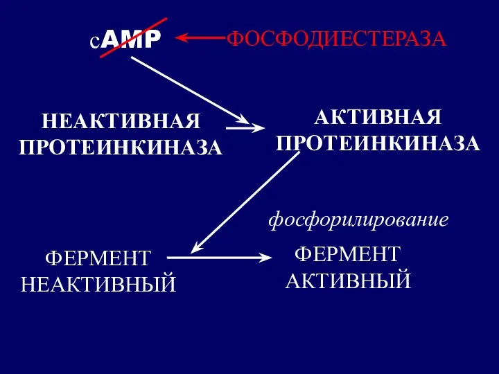 НЕАКТИВНАЯ ПРОТЕИНКИНАЗА сAMP ФЕРМЕНТ НЕАКТИВНЫЙ ФОСФОДИЕСТЕРАЗА фосфорилирование АКТИВНАЯ ПРОТЕИНКИНАЗА ФЕРМЕНТ АКТИВНЫЙ