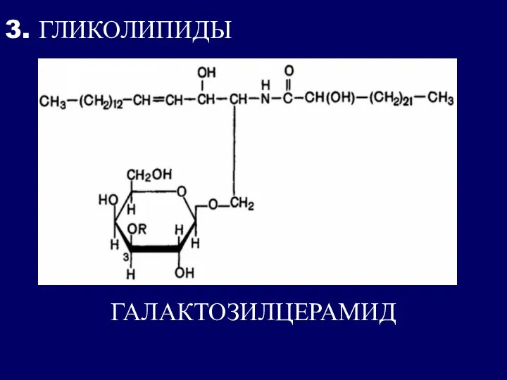 3. ГЛИКОЛИПИДЫ ГАЛАКТОЗИЛЦЕРАМИД