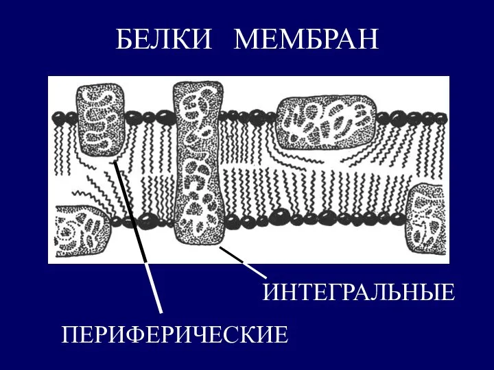 БЕЛКИ МЕМБРАН ИНТЕГРАЛЬНЫЕ ПЕРИФЕРИЧЕСКИЕ