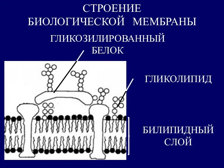 СТРОЕНИЕ БИОЛОГИЧЕСКОЙ МЕМБРАНЫ БИЛИПИДНЫЙ СЛОЙ ГЛИКОЛИПИД ГЛИКОЗИЛИРОВАННЫЙ БЕЛОК