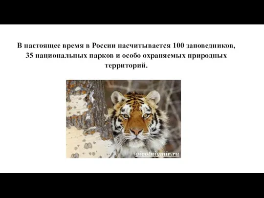 В настоящее время в России насчитывается 100 заповедников, 35 национальных парков и особо охраняемых природных территорий.