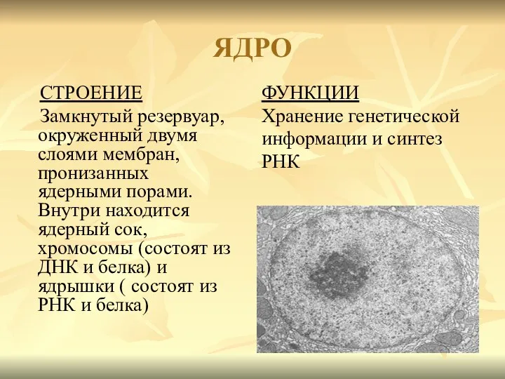 ЯДРО СТРОЕНИЕ Замкнутый резервуар, окруженный двумя слоями мембран, пронизанных ядерными порами. Внутри