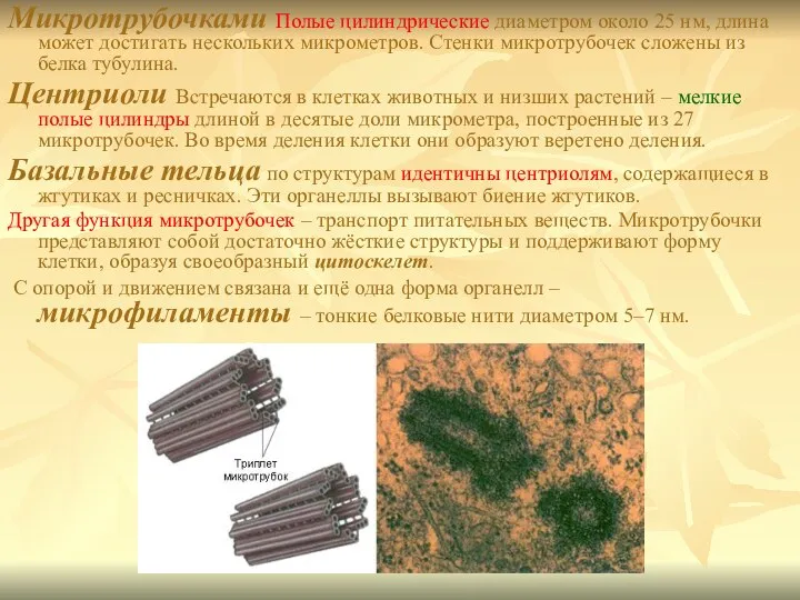 Микротрубочками Полые цилиндрические диаметром около 25 нм, длина может достигать нескольких микрометров.