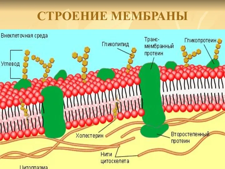 СТРОЕНИЕ МЕМБРАНЫ