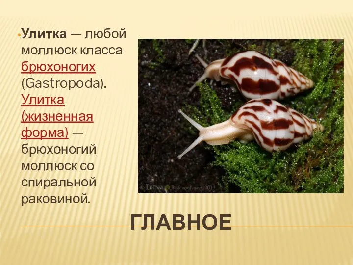 ГЛАВНОЕ Улитка — любой моллюск класса брюхоногих (Gastropoda). Улитка (жизненная форма) —