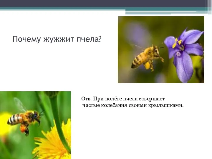 Почему жужжит пчела? Отв. При полёте пчела совершает частые колебания своими крылышками.