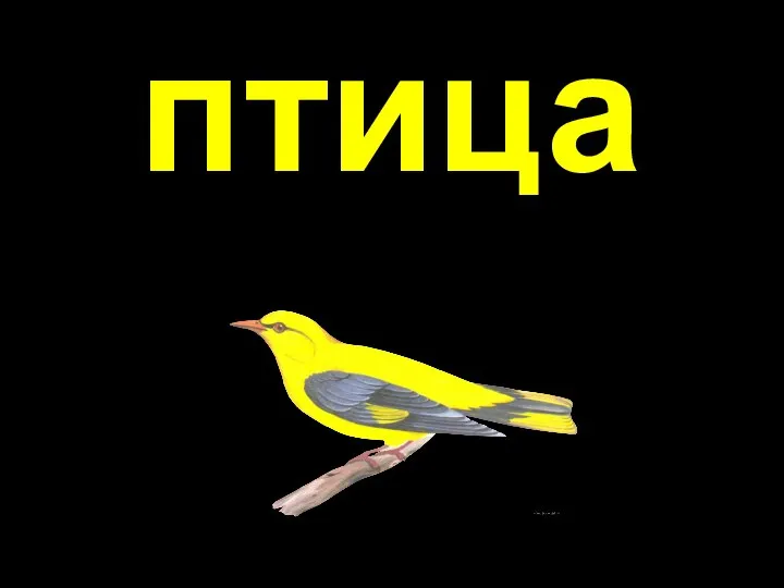 птица