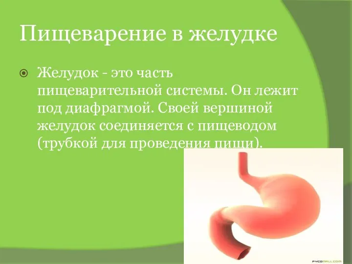 Пищеварение в желудке Желудок - это часть пищеварительной системы. Он лежит под