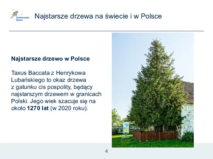 Najstarsze drzewa na świecie i w Polsce 4 Najstarsze drzewo w Polsce