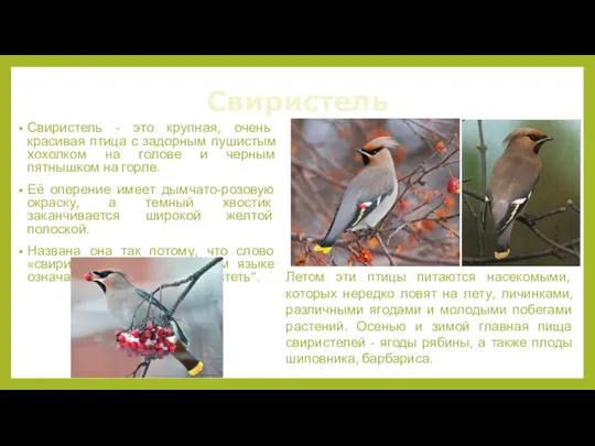 Свиристель Свиристель - это крупная, очень красивая птица с задорным пушистым хохолком