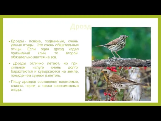Дрозд Дрозды - ловкие, подвижные, очень умные птицы. Это очень общительные птицы.