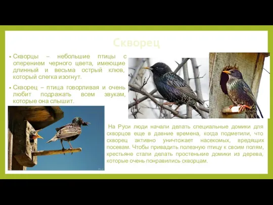 Скворец Скворцы – небольшие птицы с оперением черного цвета, имеющие длинный и