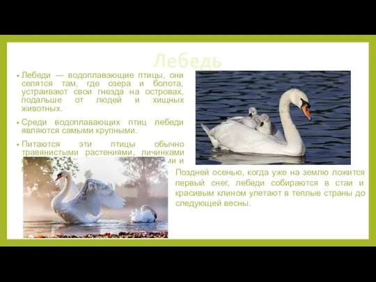 Лебедь Лебеди — водоплавающие птицы, они селятся там, где озера и болота,