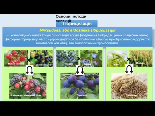 Гібридизація Міжвидова, або віддалена гібридизація — коли плідники належать до різних видів