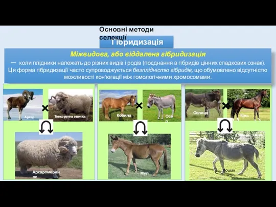 Гібридизація Міжвидова, або віддалена гібридизація — коли плідники належать до різних видів