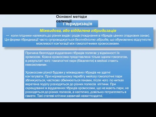 Причина безпліддя віддалених гібридів полягає у відмінності їх хромосом. Кожна хромосома представлена