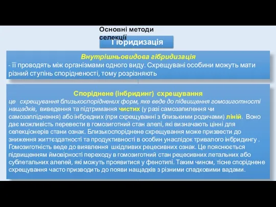 Гібридизація Внутрішньовидова гібридизація - її проводять між організмами одного виду. Схрещувані особини